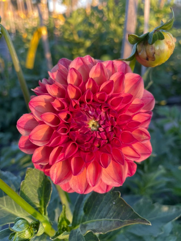 Dahlia - Joy Wonder
