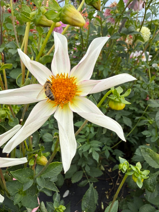 Dahlia - Derma Dainty