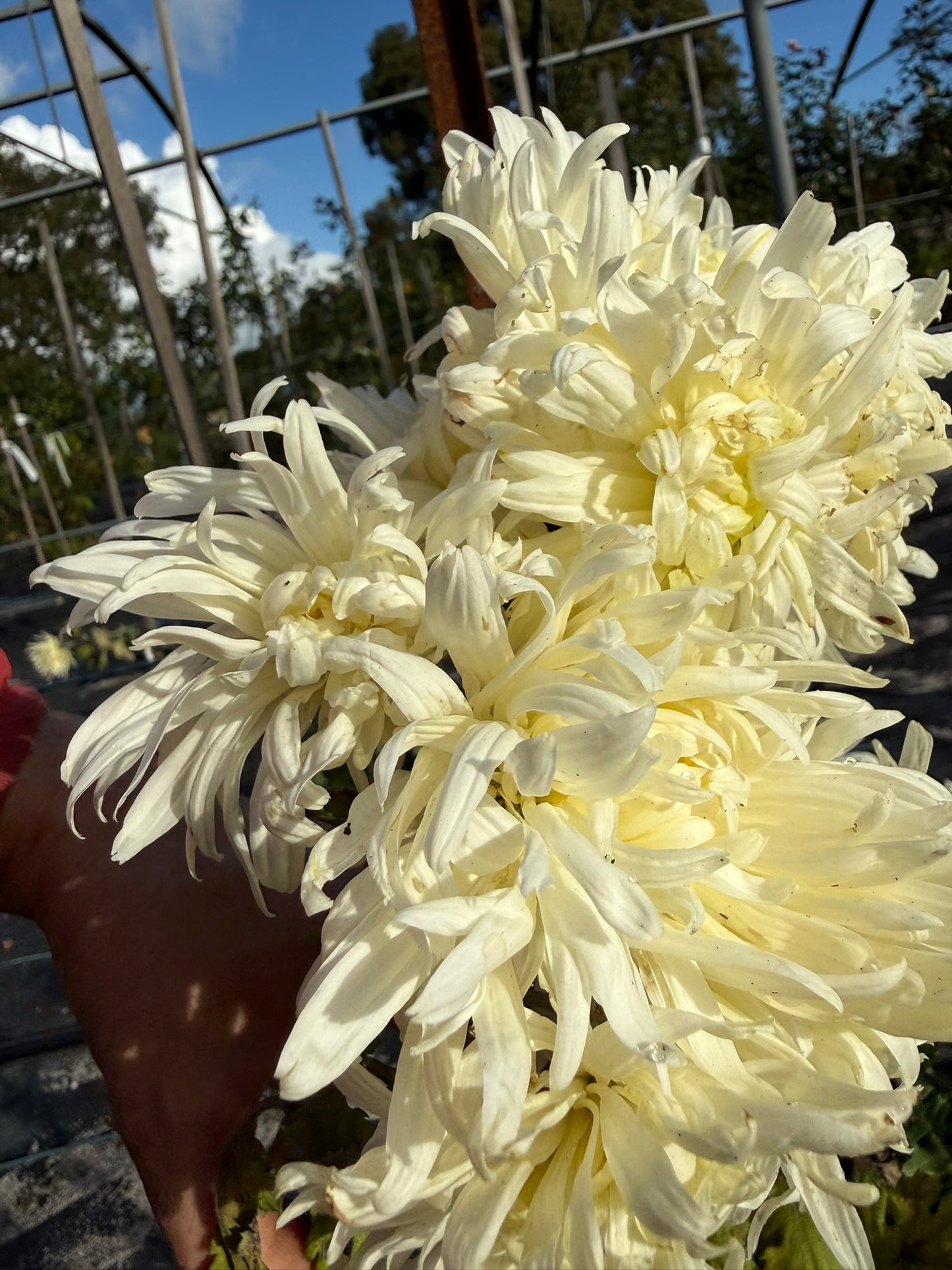Chrysanthemum - Rooted Cutting - Anastasia
