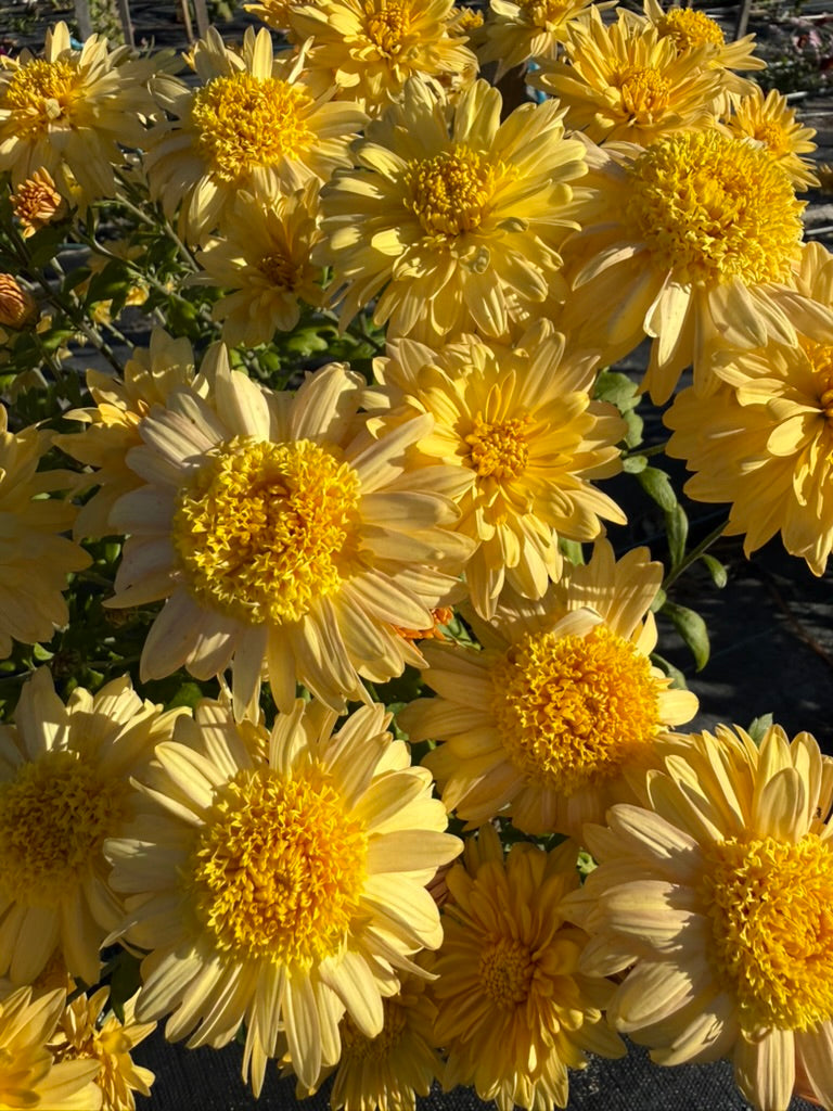 Chrysanthemum - Rooted Cutting - Stoakes Cameo