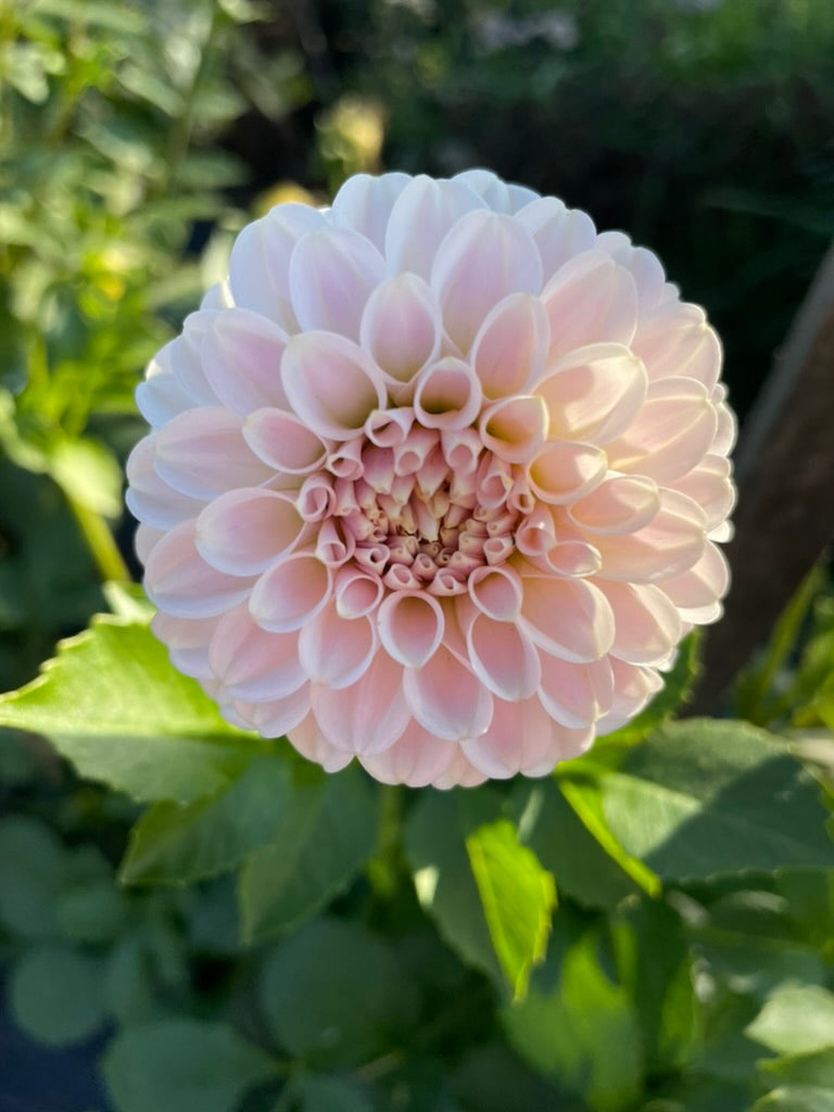 Dahlia - Glenmarc Devine