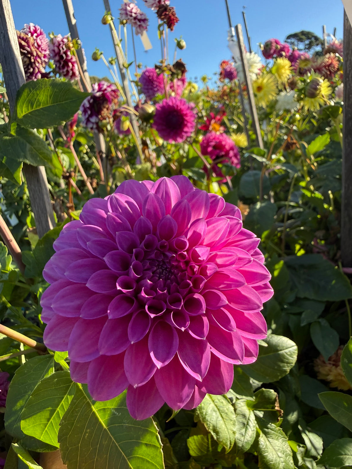 Dahlia - Glenmarc Challenger