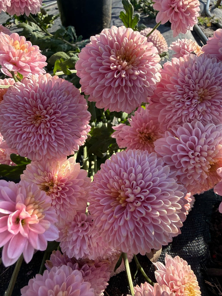 Chrysanthemum - Rooted Cutting - Shabon