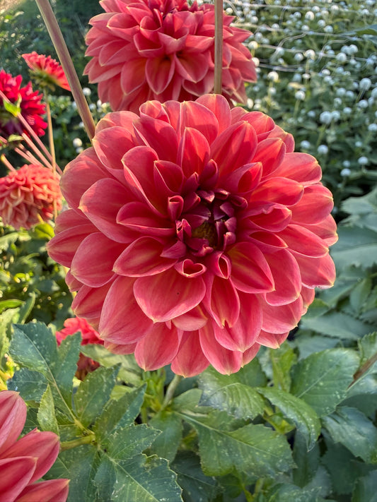 Dahlia - Bronze Medallion