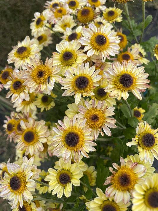 Heirloom Chrysanthemum - Rooted Cutting - Dark Eye Cream