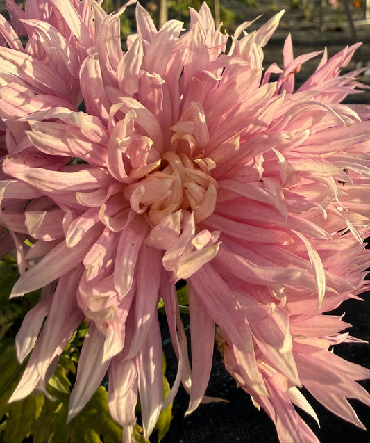 Chrysanthemum - Rooted Cutting - Hokusai