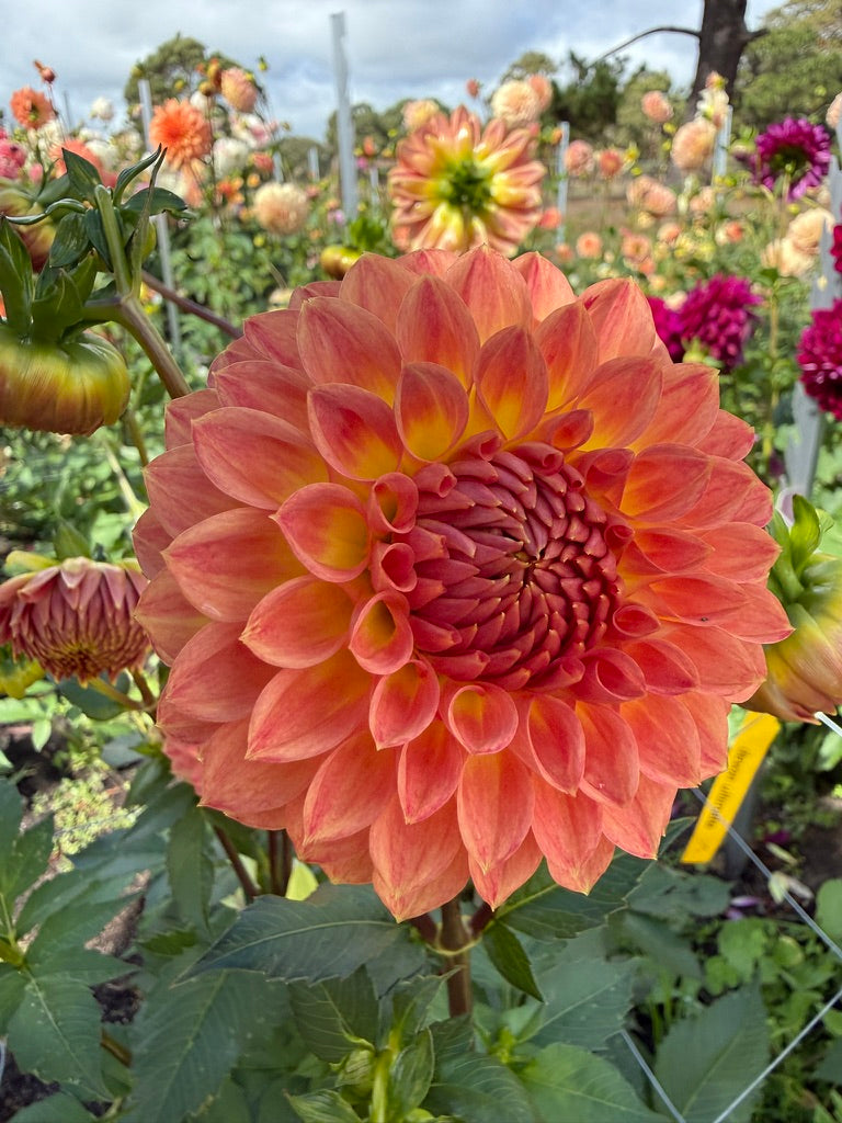 Dahlia - Devon Trivia