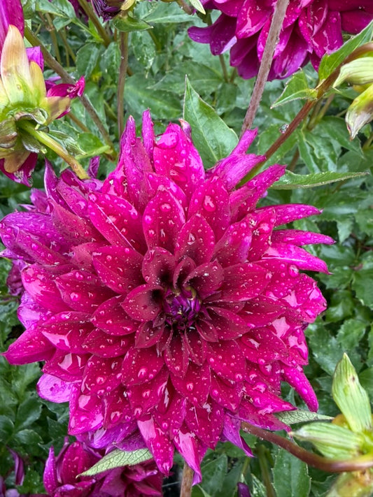 Dahlia - Black Embers