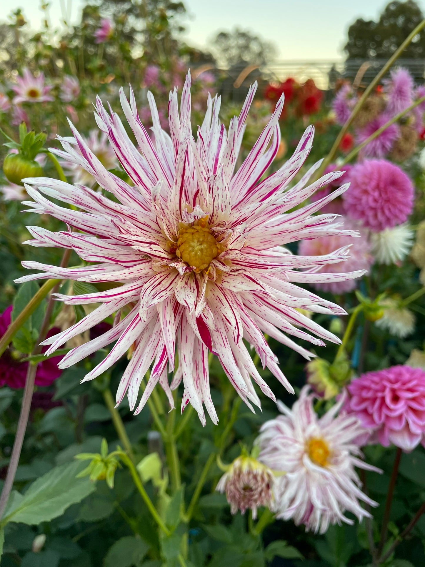 Dahlia - Speckles