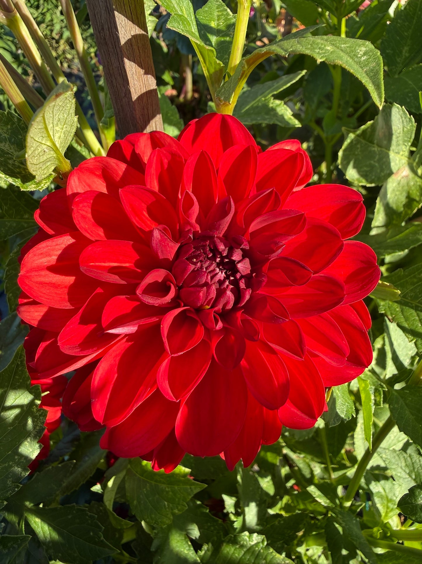 Dahlia - Tango