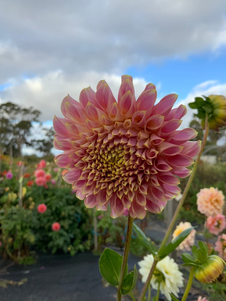 Dahlia - Coorabell Moonglow