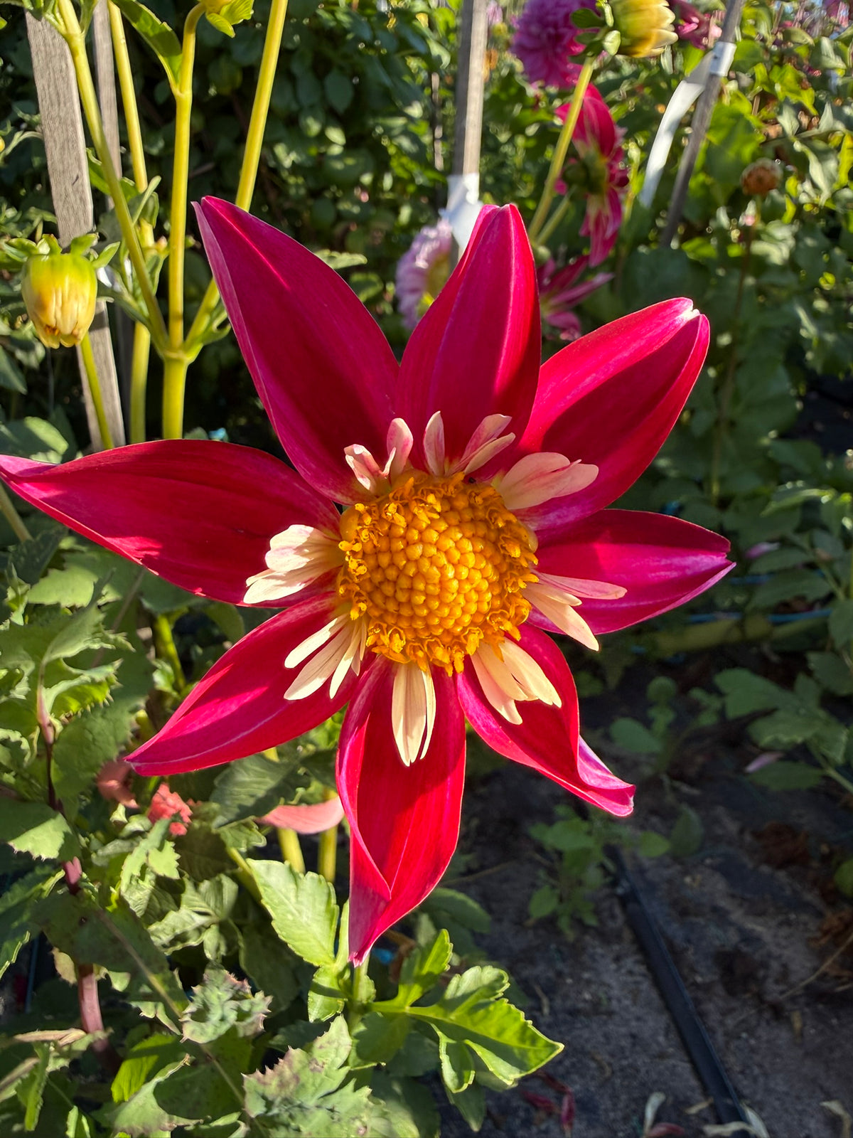 Dahlia - Glenmarc Star