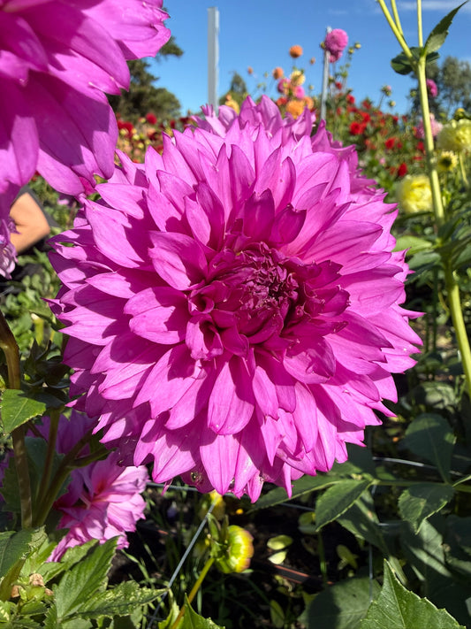 Dahlia - CMC Blue