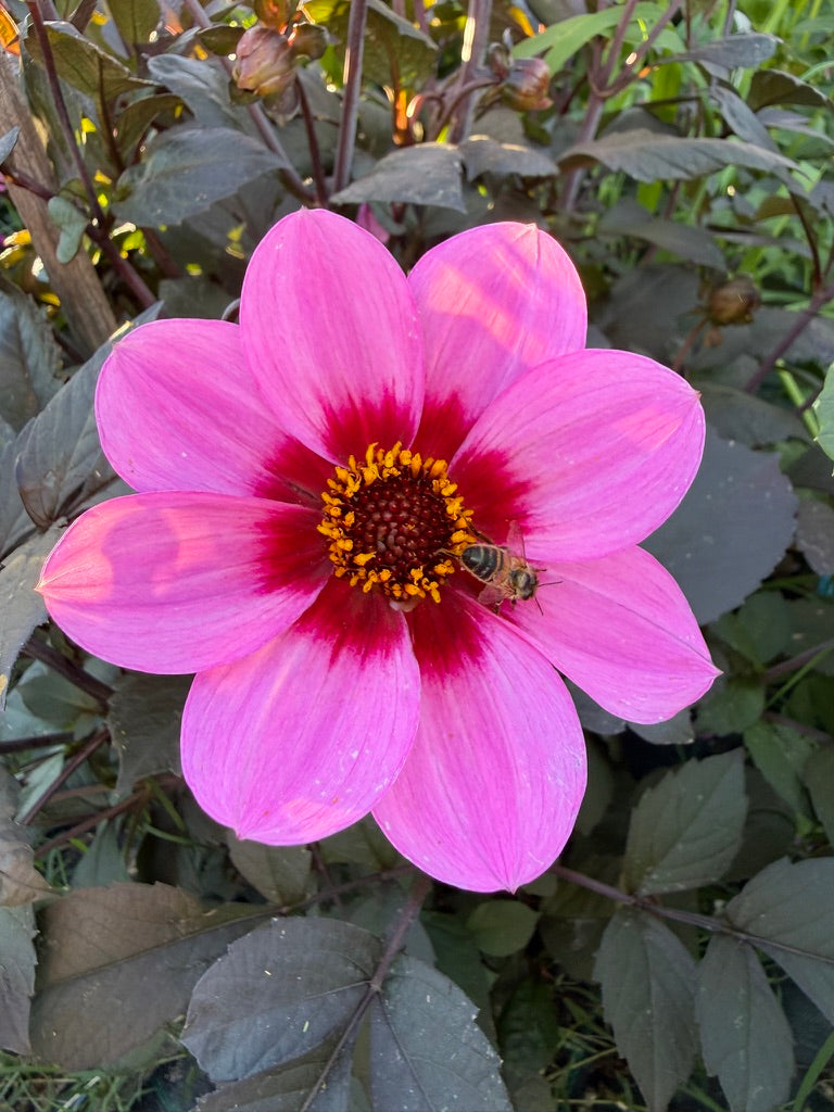 Dahlia - Dahlegria 'Pink Halo'
