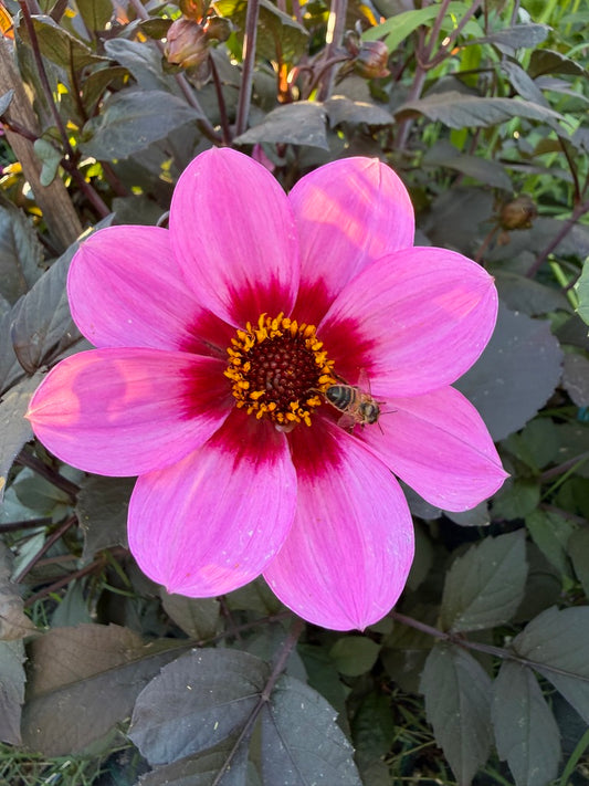 Dahlia - Dahlegria 'Pink Halo'