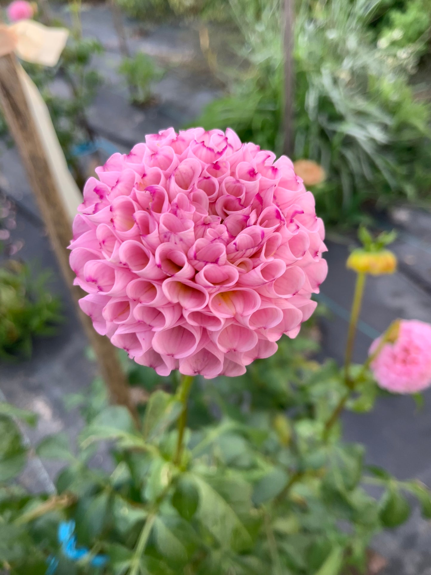 Dahlia - Pam - pink pom