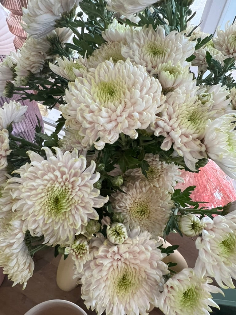 Heirloom Chrysanthemum - Light Blush - Nov Release