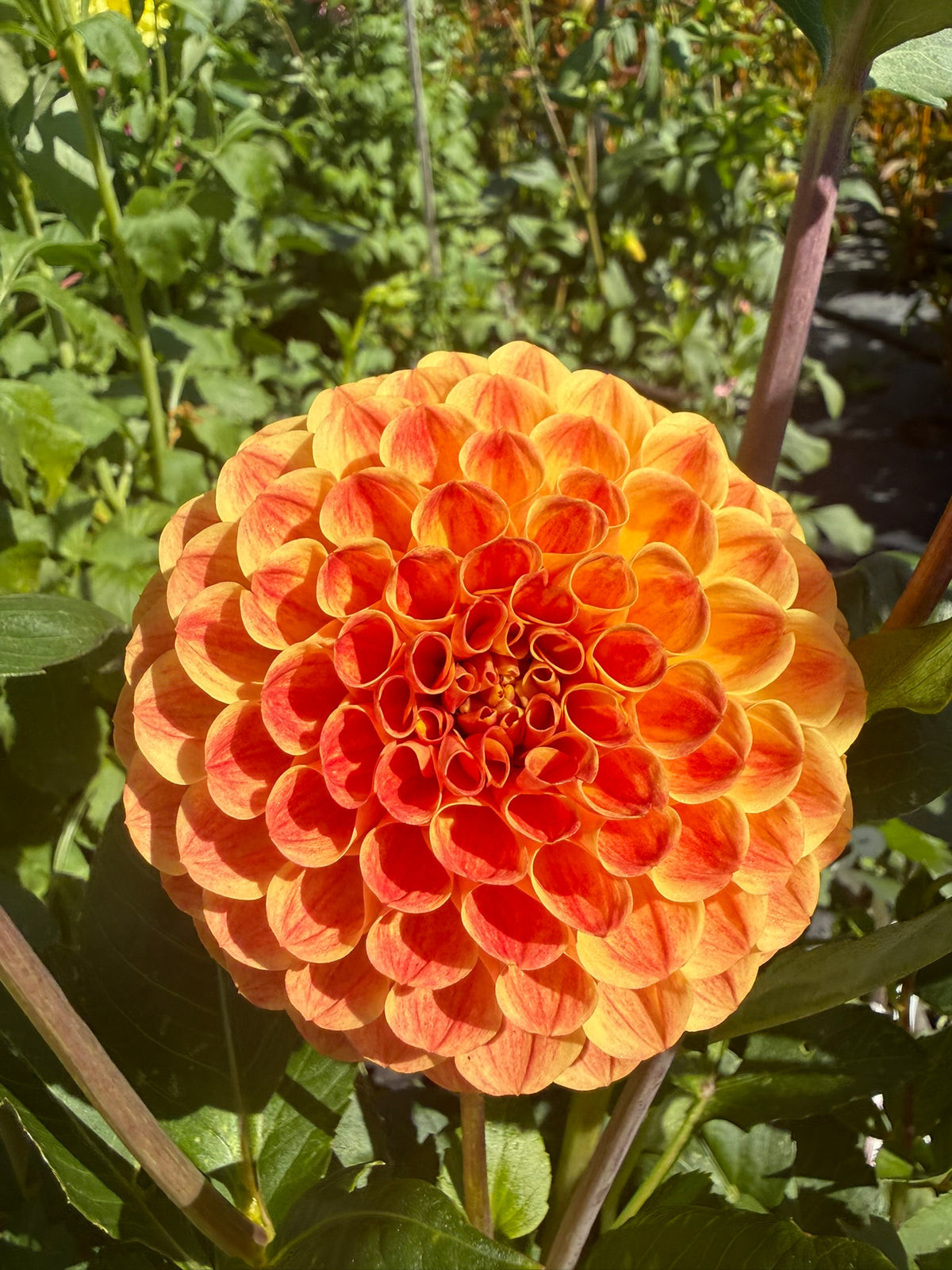 Dahlia - Larva O