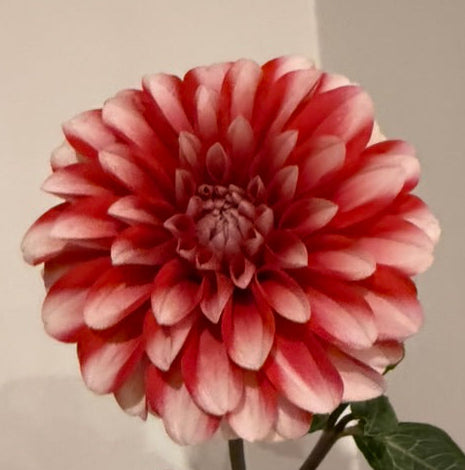 Dahlia - Hillara Fire & Ice