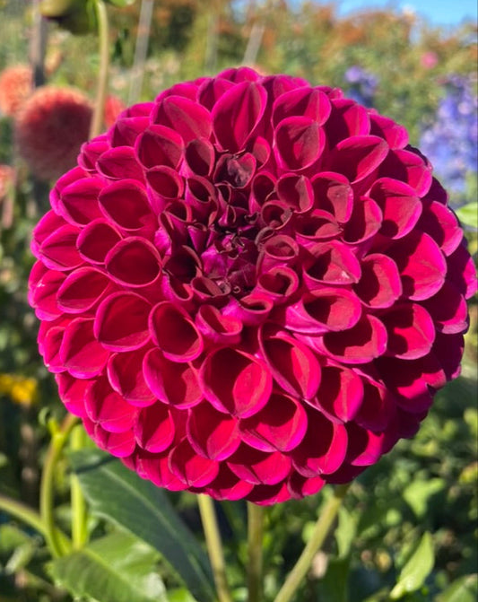 Dahlia - Devon Quest