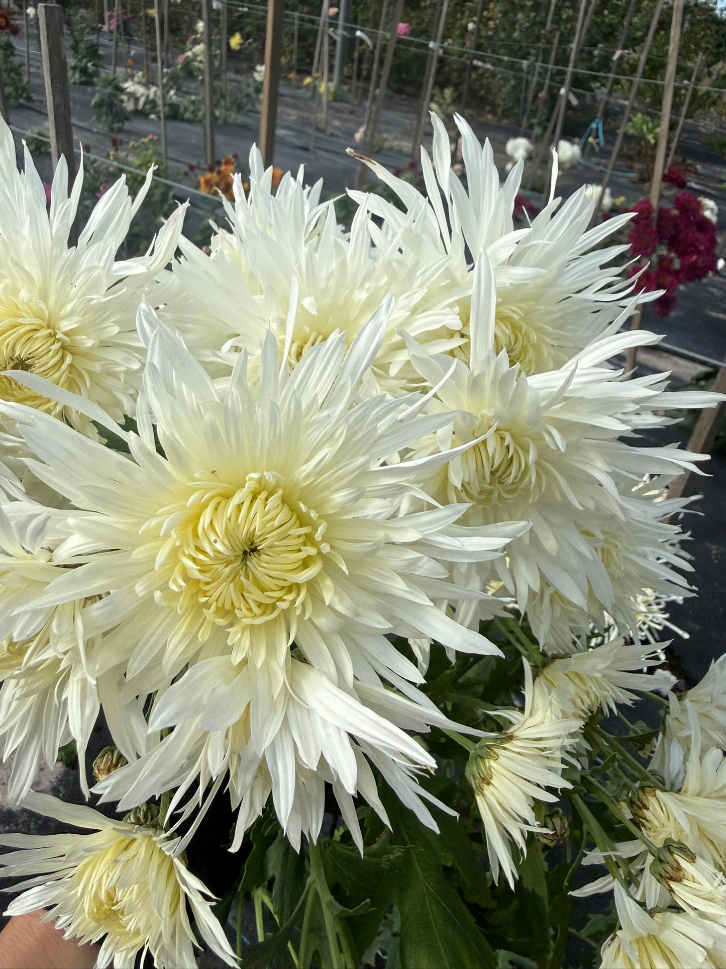 Chrysanthemum - Rooted Cutting -Koh Lan