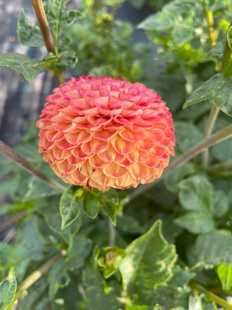 Dahlia - Glenrolland Wilie