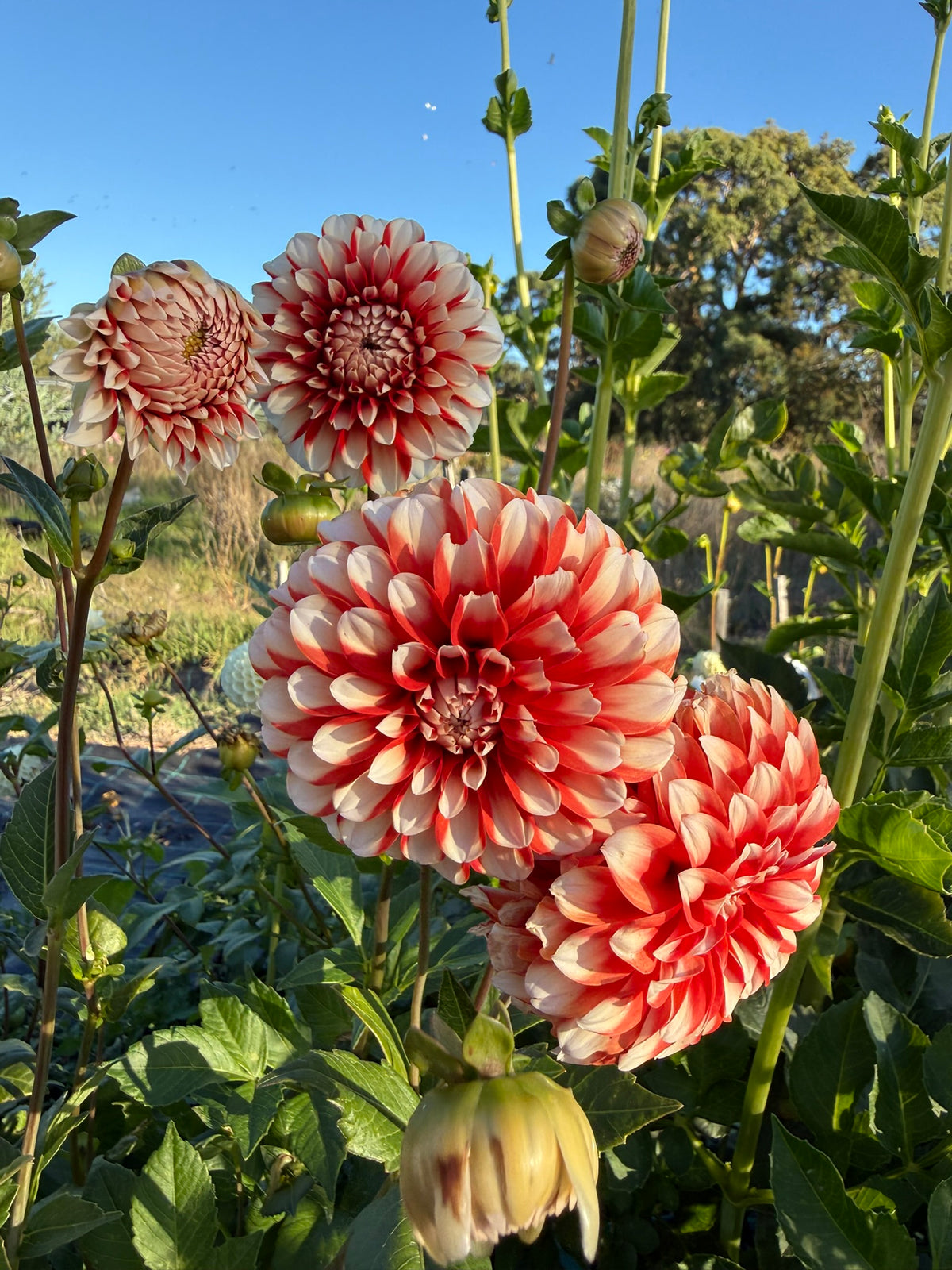 Dahlia - Hilara Fire n Ice
