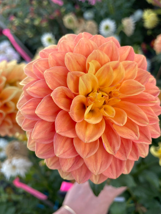 Dahlia - Autumn