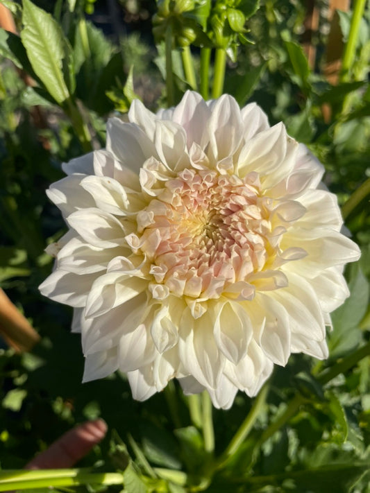 Dahlia Seed - Cream ball