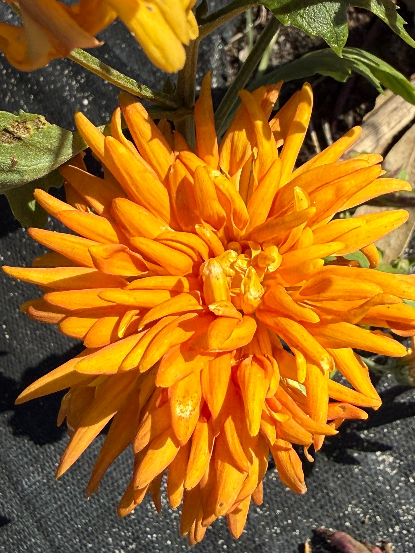 Chrysanthemum - Rooted Cutting - Ann Hughes