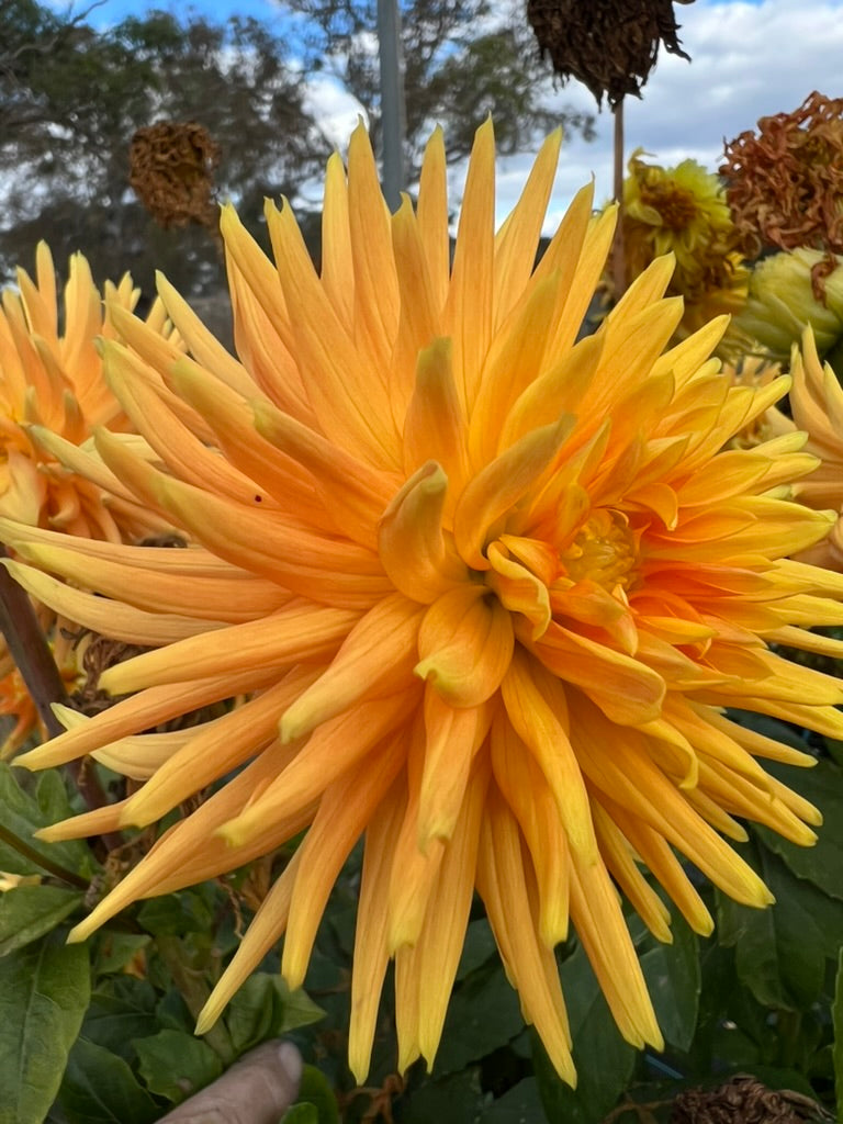 Dahlia - Tuscany