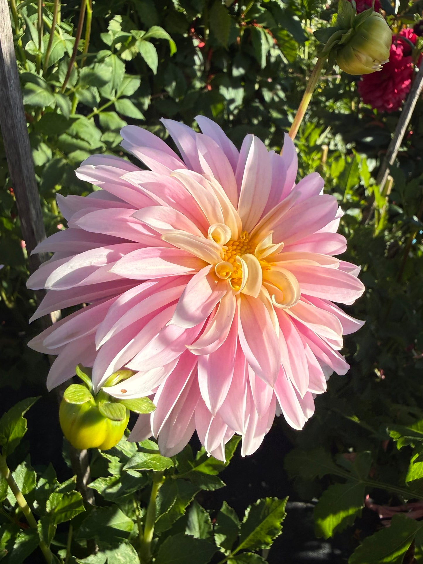 Dahlia - Alloway Candy