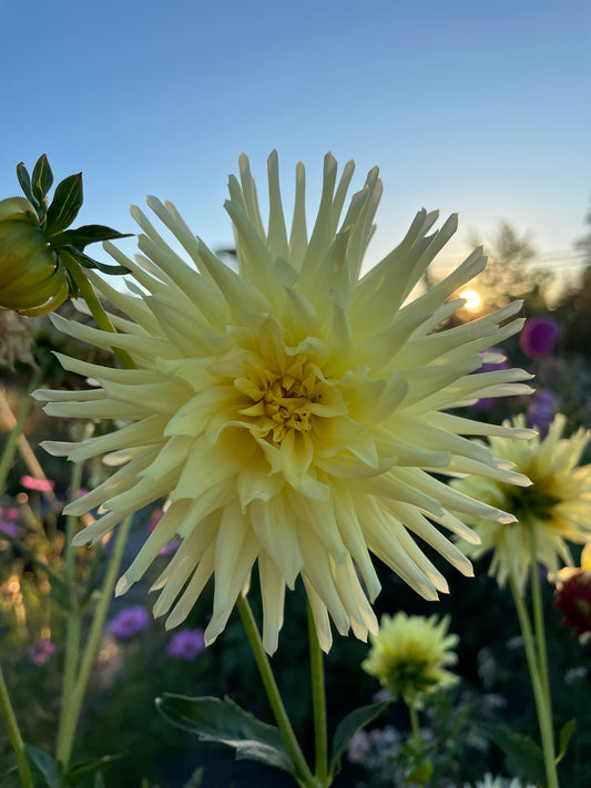 Dahlia - Glenbank Lemon Supreme