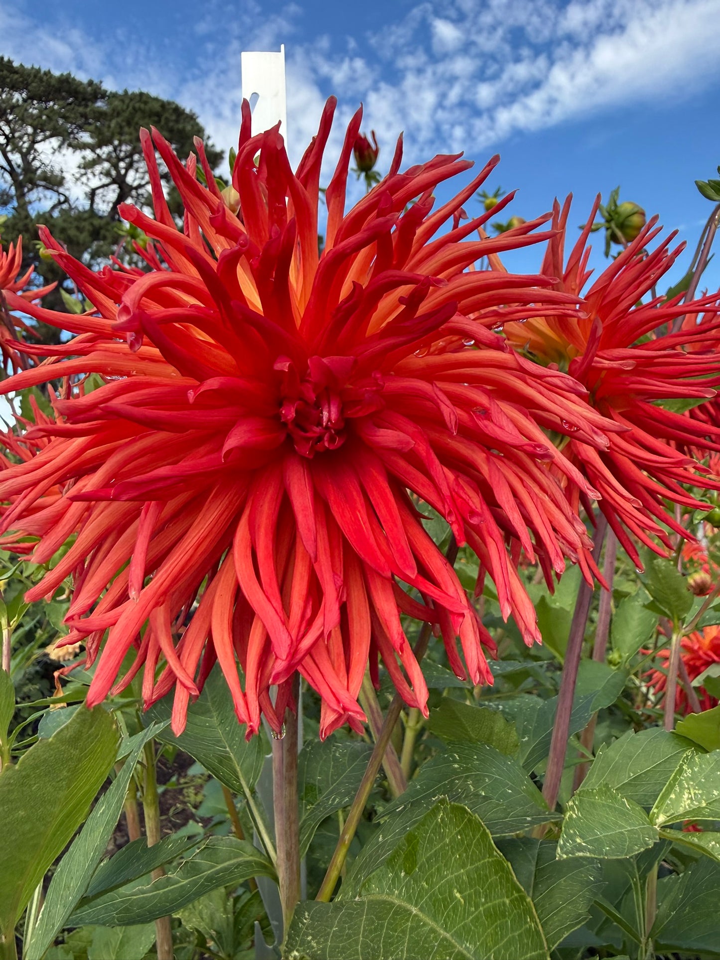 Dahlia - CMC Flame