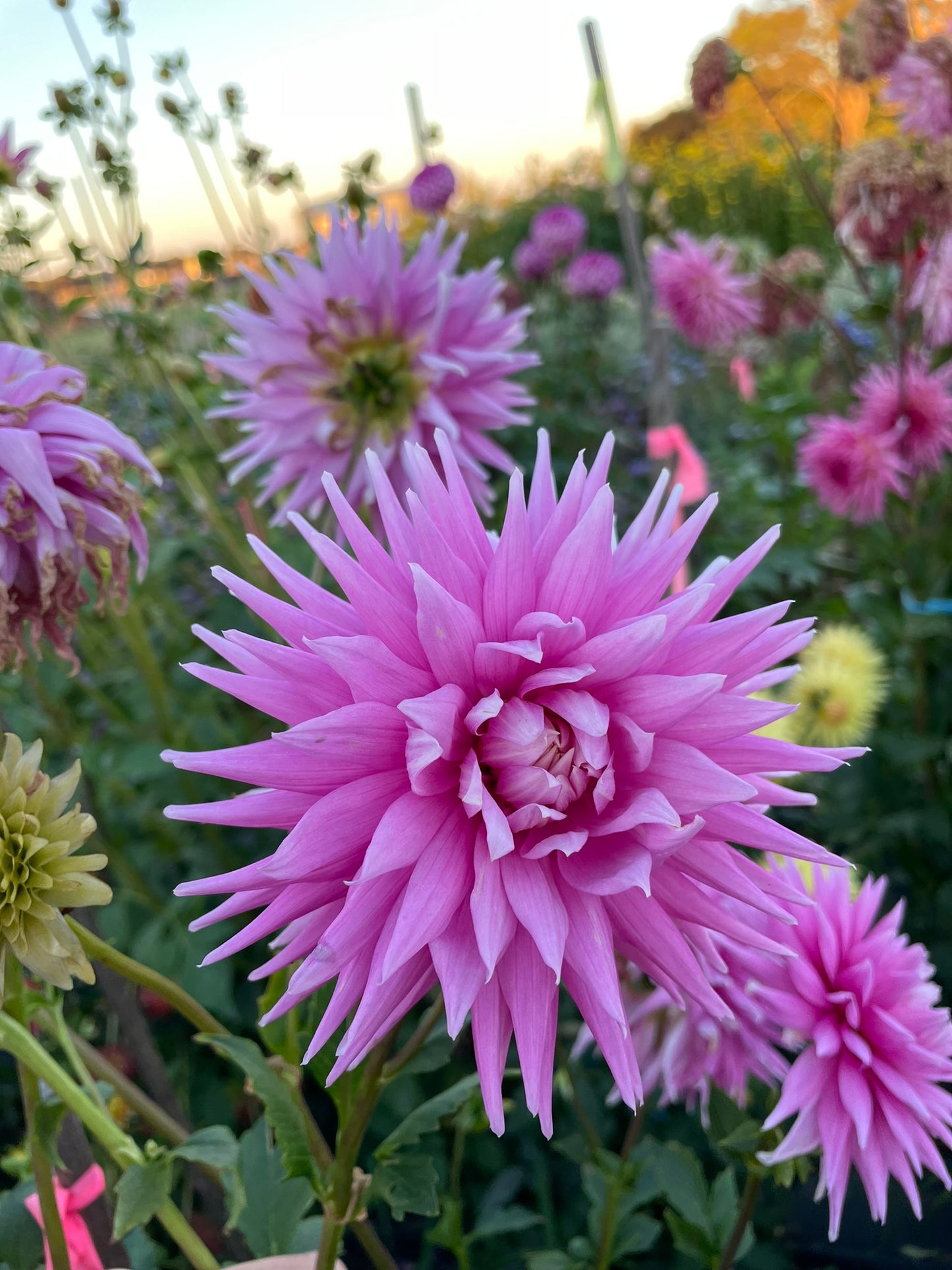 Dahlia - Glenmarc Sensation