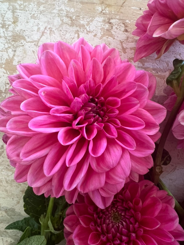 Dahlia - Pink Show