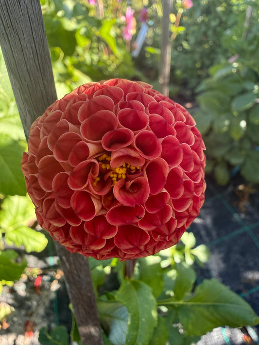 Dahlia - Ray's Gold