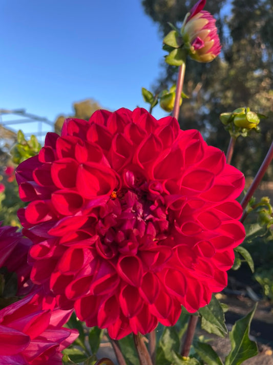 Dahlia - Royal
