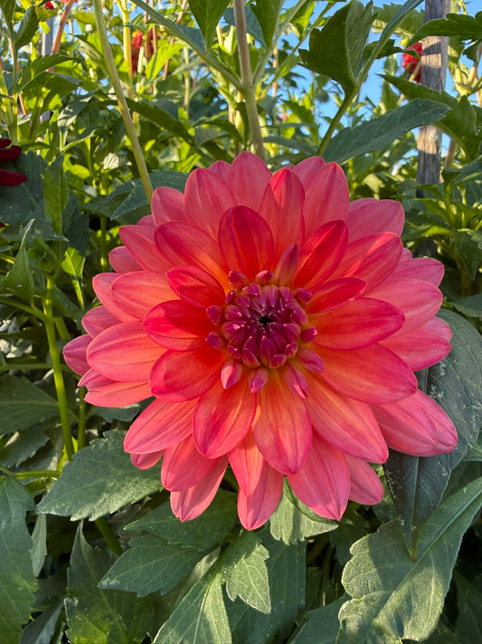 Dahlia - Miss Truss