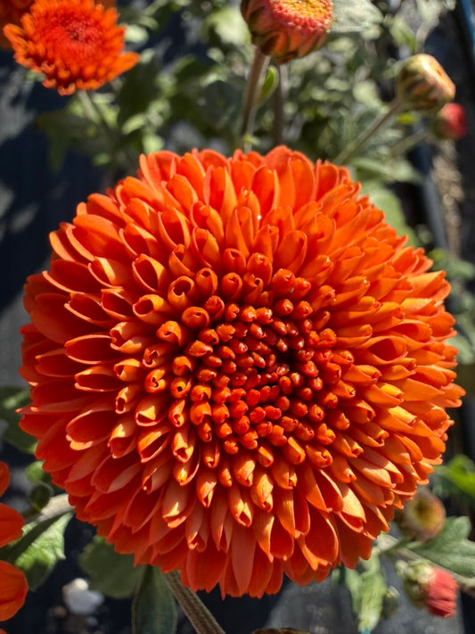 Chrysanthemum - Rooted Cutting - Kelvin Mandarin