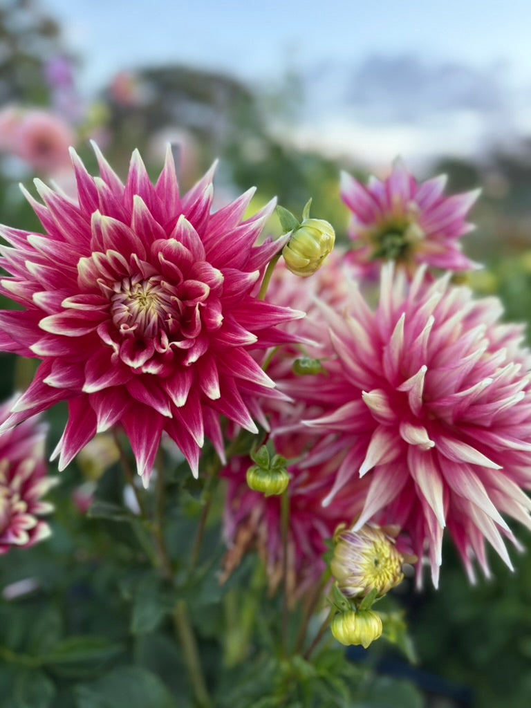 Dahlia - Maxmann