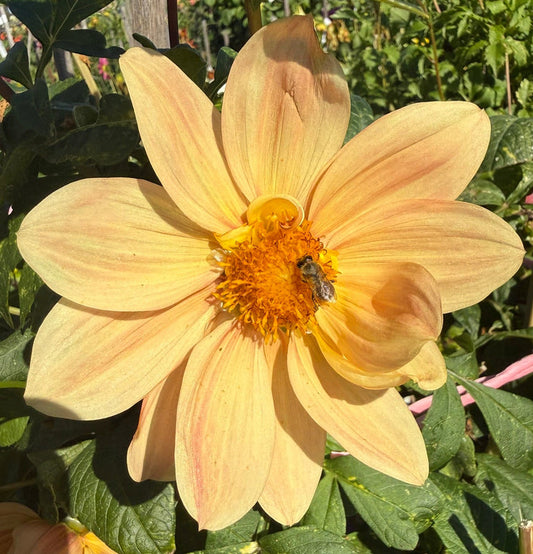 Dahlia Seed - Summertime