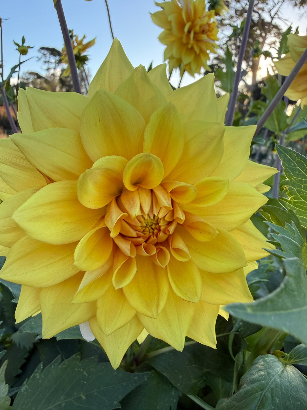 Dahlia - Devon Moon