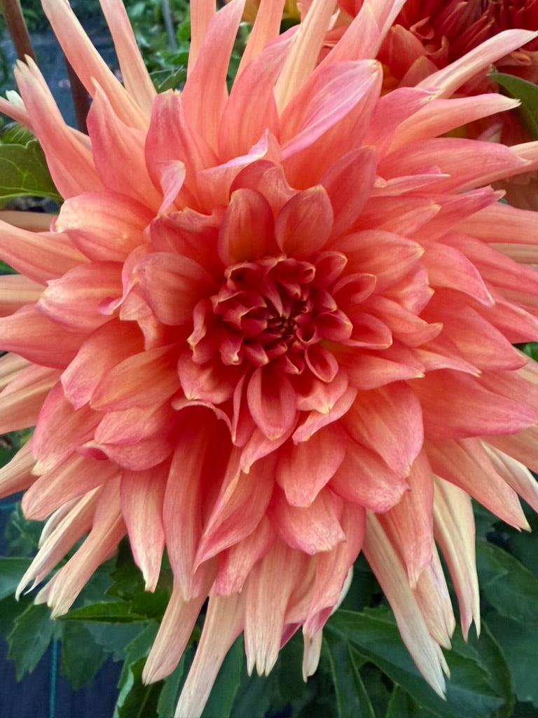 Dahlia - Delbard Zenith