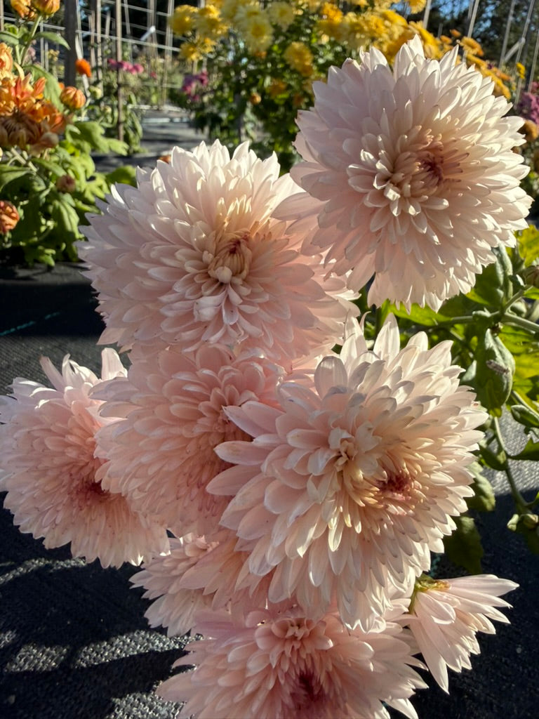 Chrysanthemum - Rooted Cutting - Pink Otomi