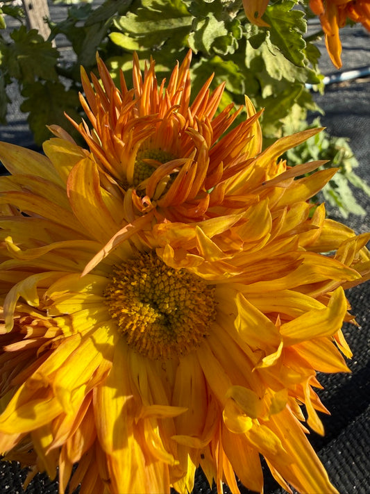 Chrysanthemum - Rooted Cutting - Ralph Lambert