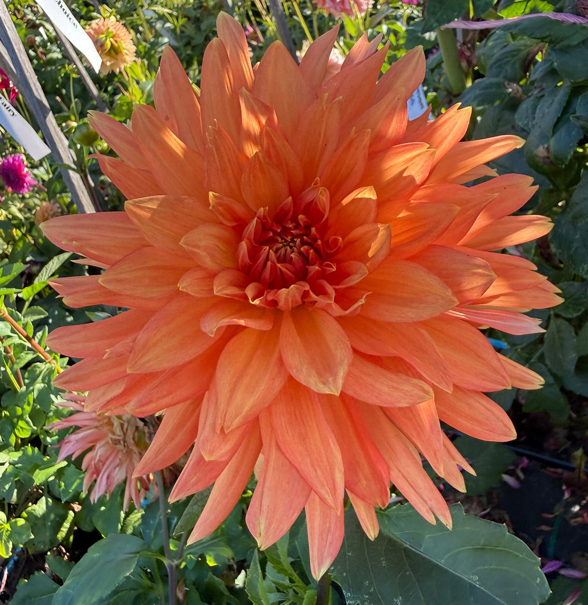Dahlia - Delbard Zenith
