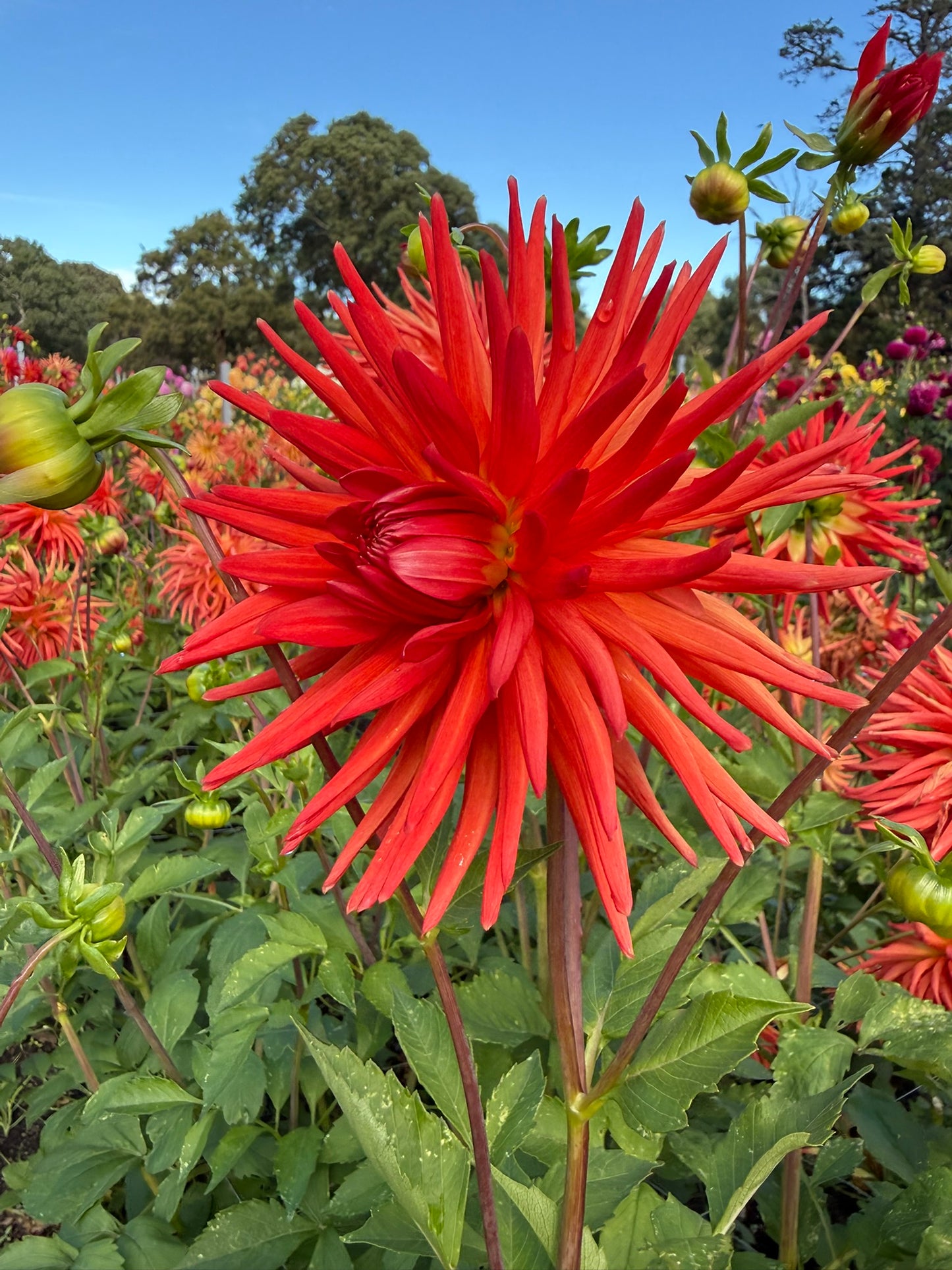 Dahlia - CMC Flame