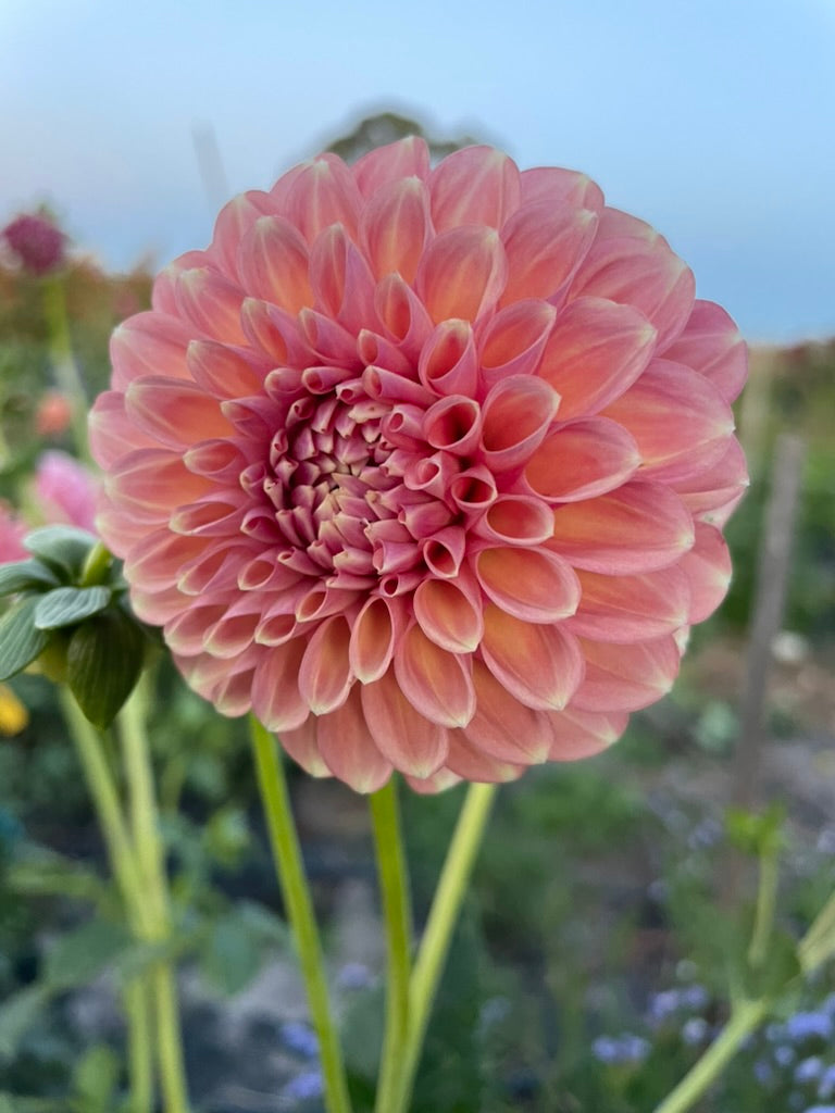 Dahlia Seed - Sport of Glenmarc Sophie
