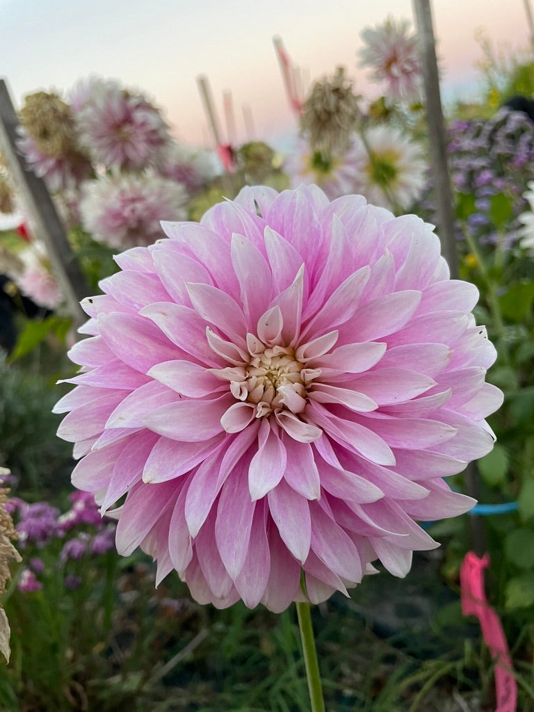 Dahlia - Clara Thora